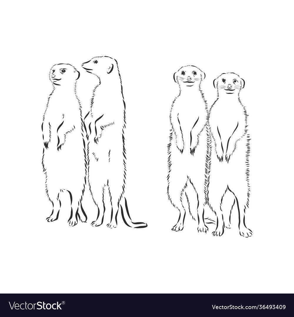 Hand Drawn A Meerkat Sketch Royalty Free Vector Image 9871