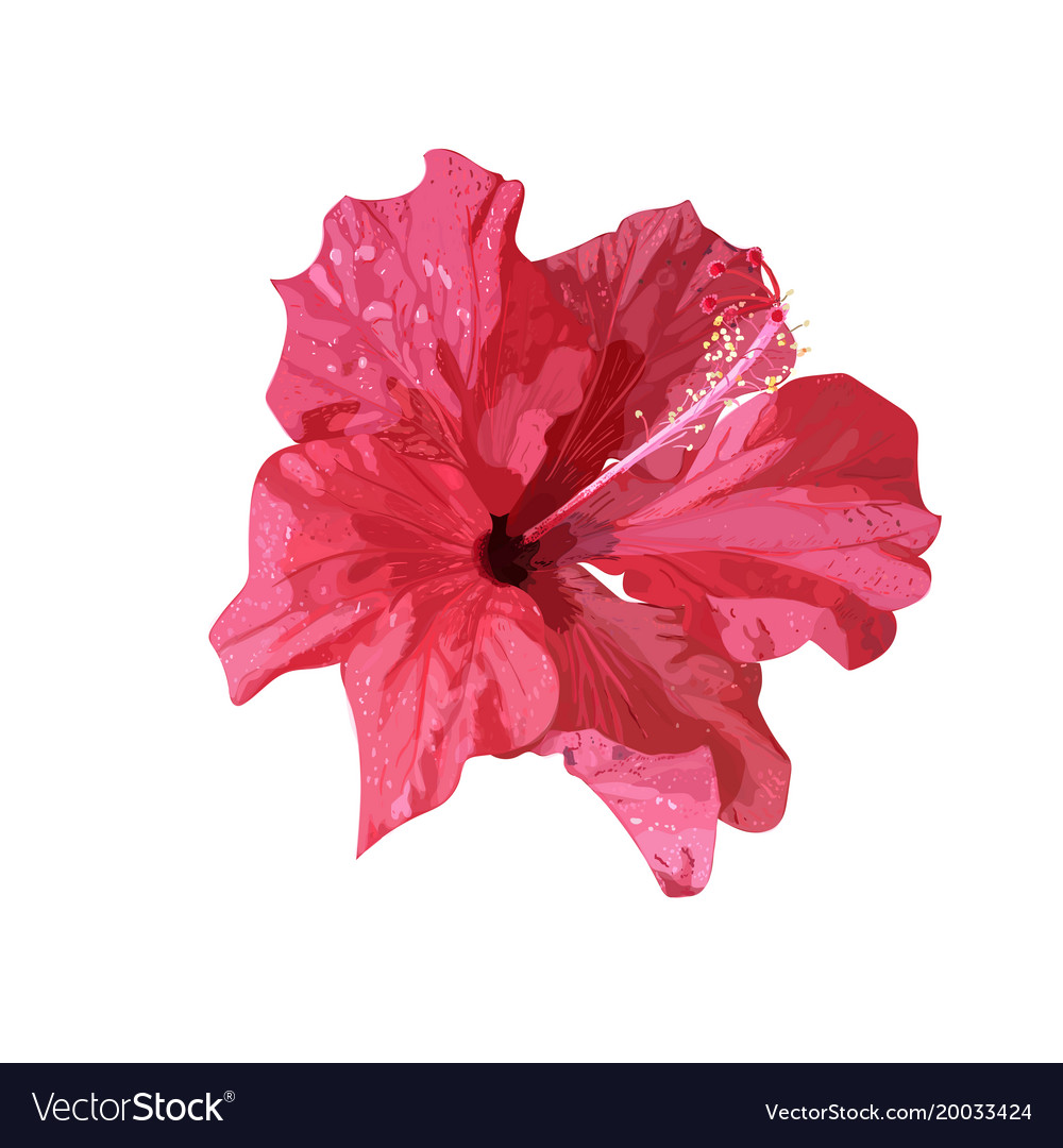 Isolierte rote Hibiscus tropische Pflanzenhand gezogen