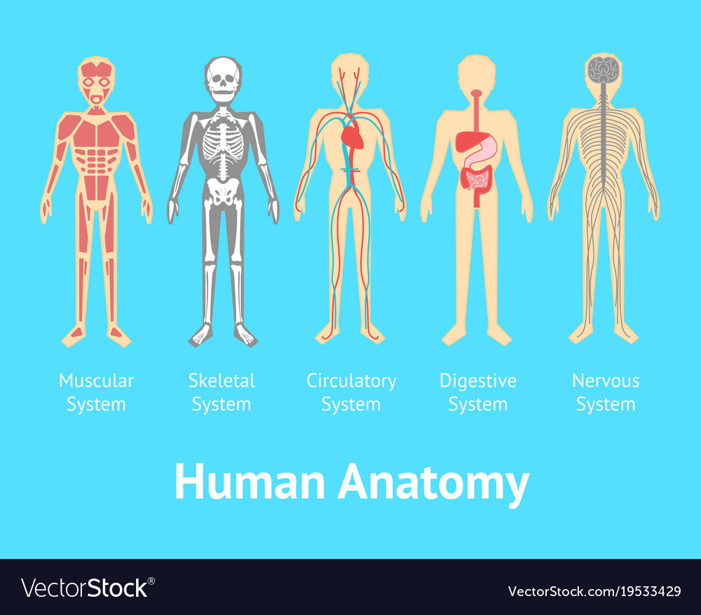 Cartoon color human anatomical system card poster