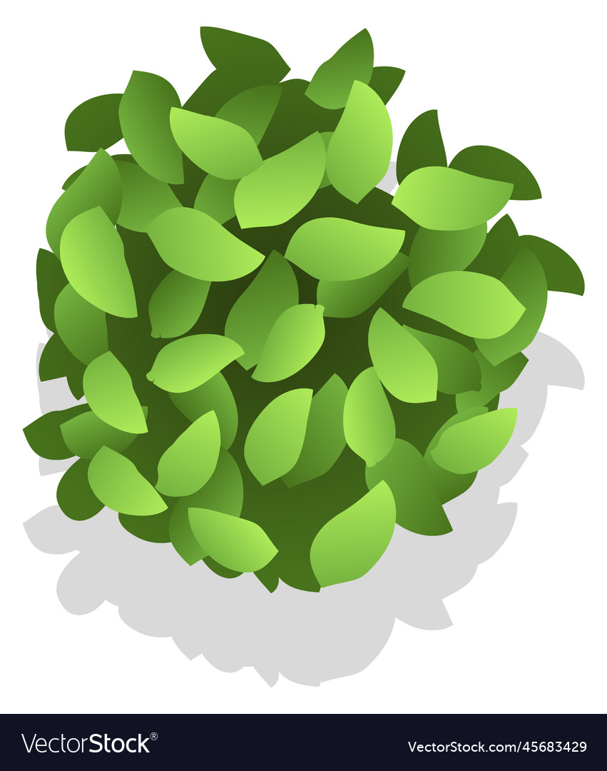 Green bush top view natural leaves plant Vector Image