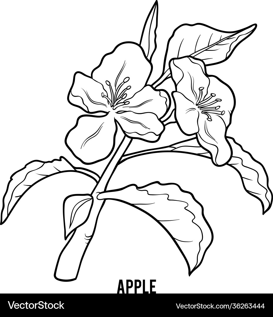 Coloring book apple tree Royalty Free Vector Image