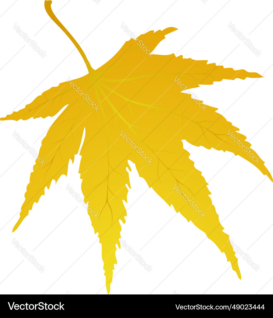 Maple autumn leaf Royalty Free Vector Image - VectorStock