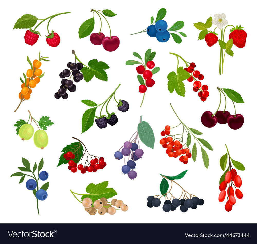 Ripe and juicy garden berry twig branches Vector Image