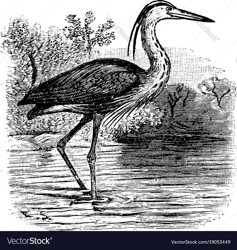 Great blue heron vintage