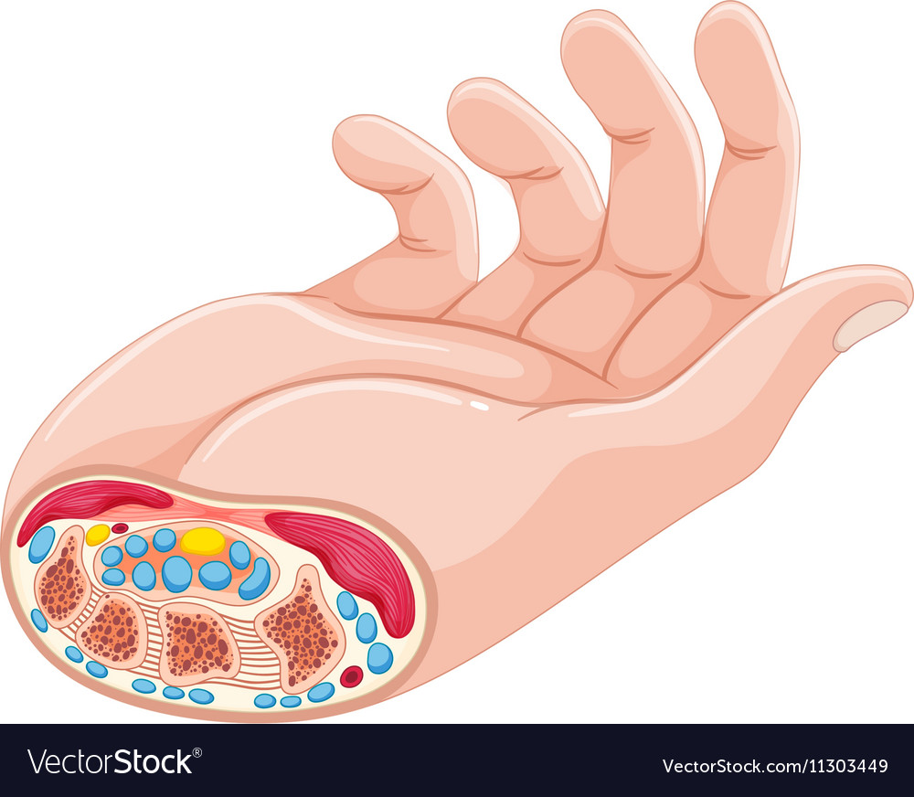 Human hand anatomy on white background