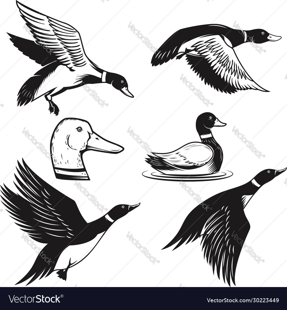 Set wild duck duck in flight duck swimming Vector Image