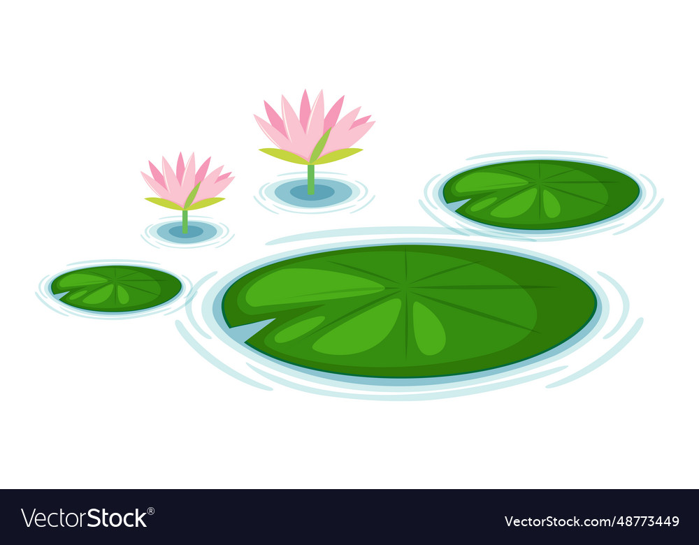 Water lily pads Royalty Free Vector Image - VectorStock