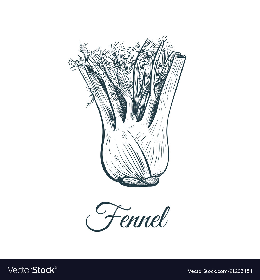 Fennel sketch