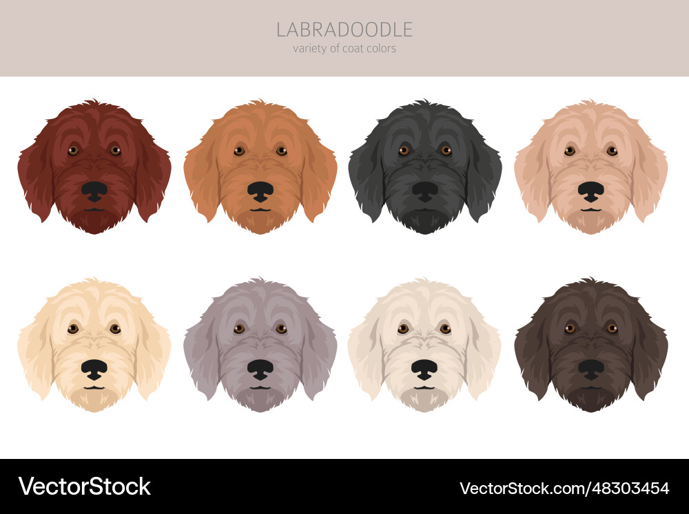 Labradoodle clipart different poses coat colors Vector Image