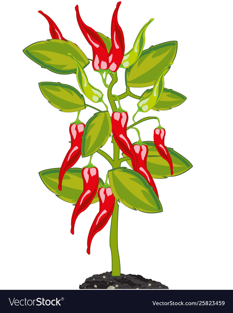 Bush with red sharp pepper chile in ground Vector Image