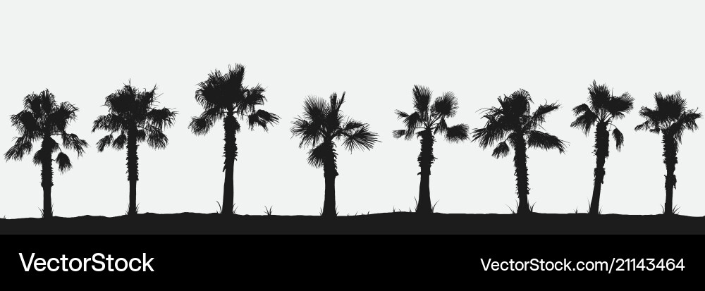 Palm trees Royalty Free Vector Image - VectorStock