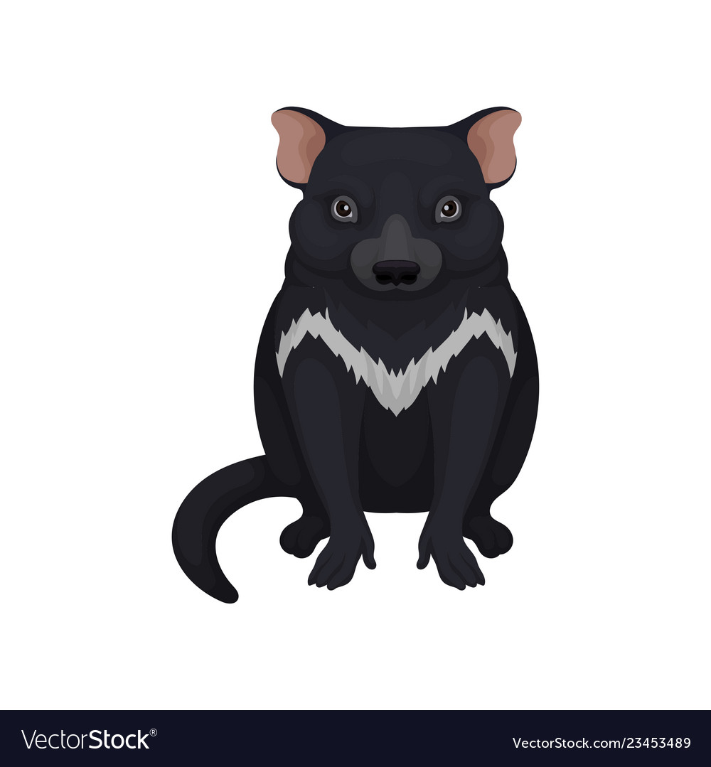 Tasmanian devil australian animal with black fur