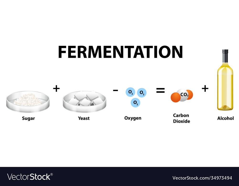 What Is The Reactant Of Alcoholic Fermentation