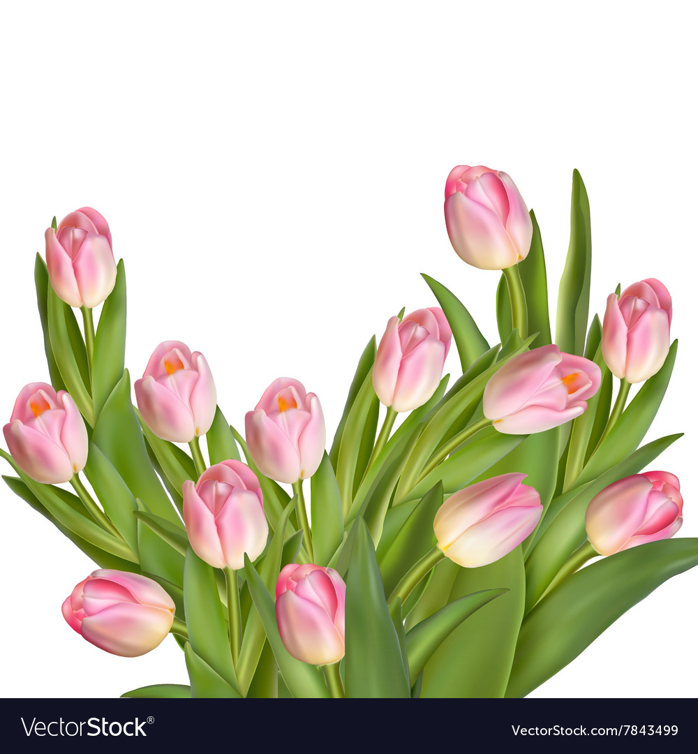 Bouquet Tulips Eps 10 Royalty Free Vector Image Bouquet Tulips Eps 10 Royalty Free Vector Image