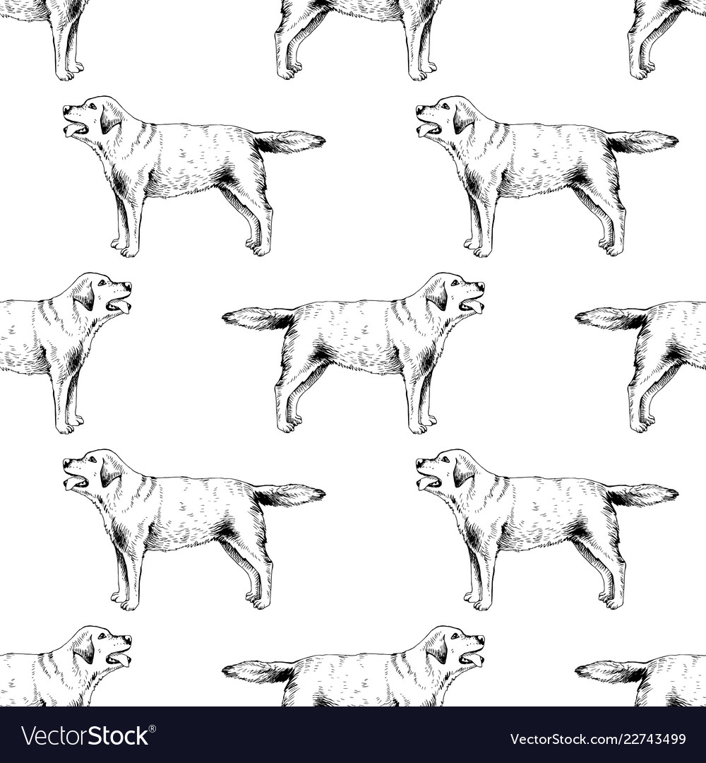 Seamless pattern with hand drawn labrador Vector Image