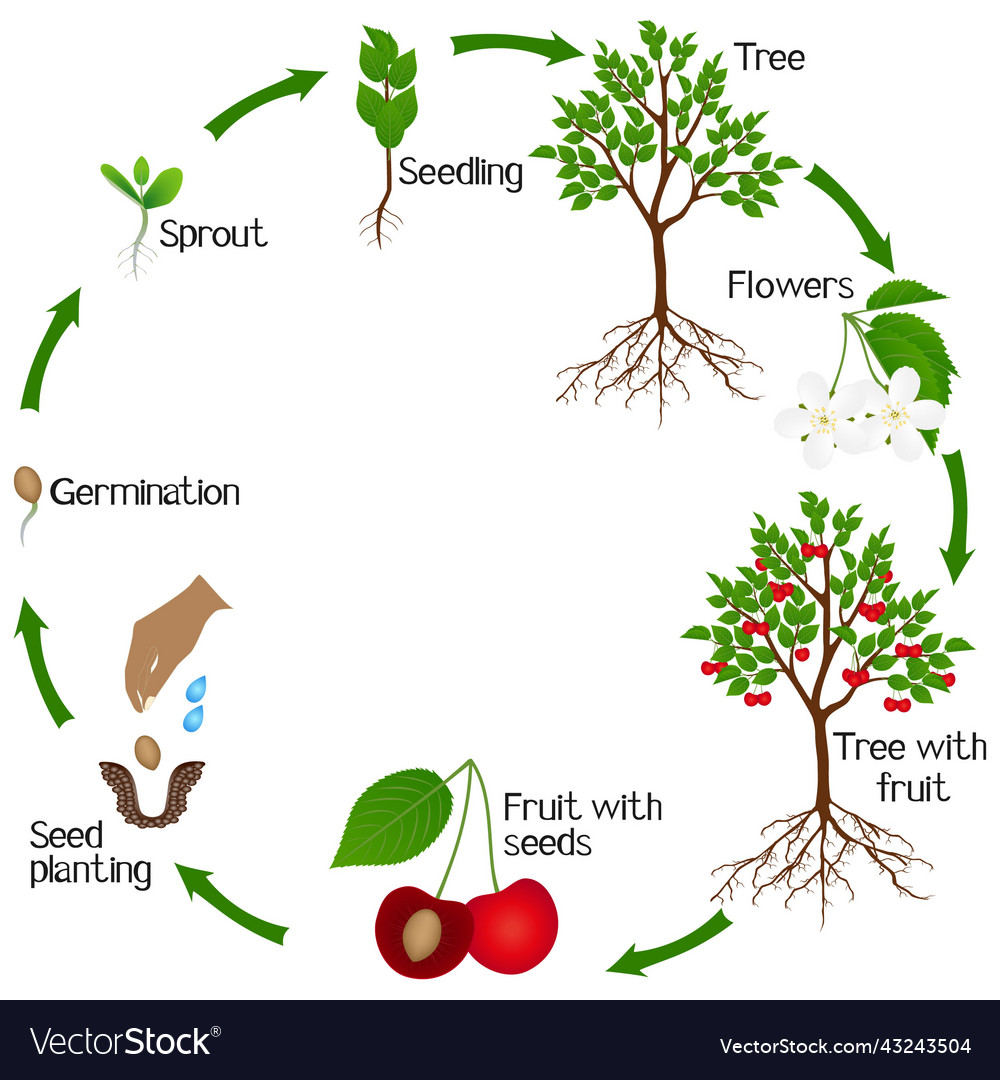 Cherry plant growth cycle Royalty Free Vector Image