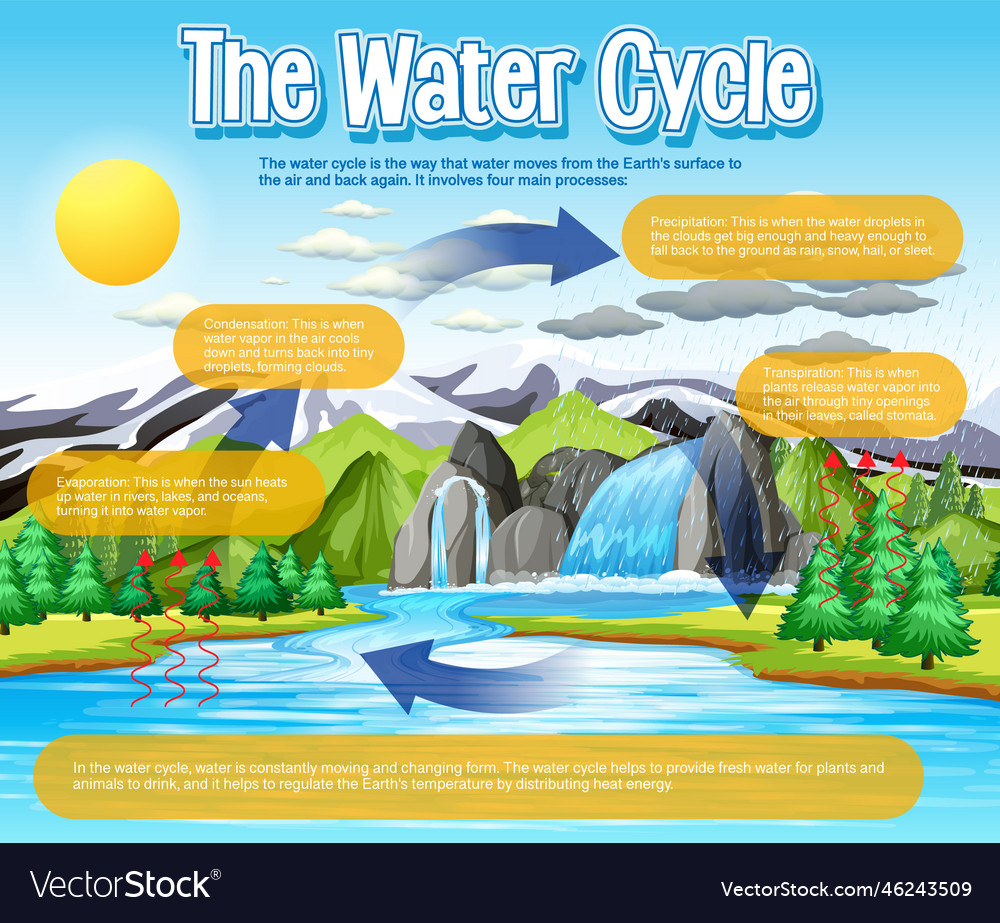 Water cycle diagram for science education Vector Image