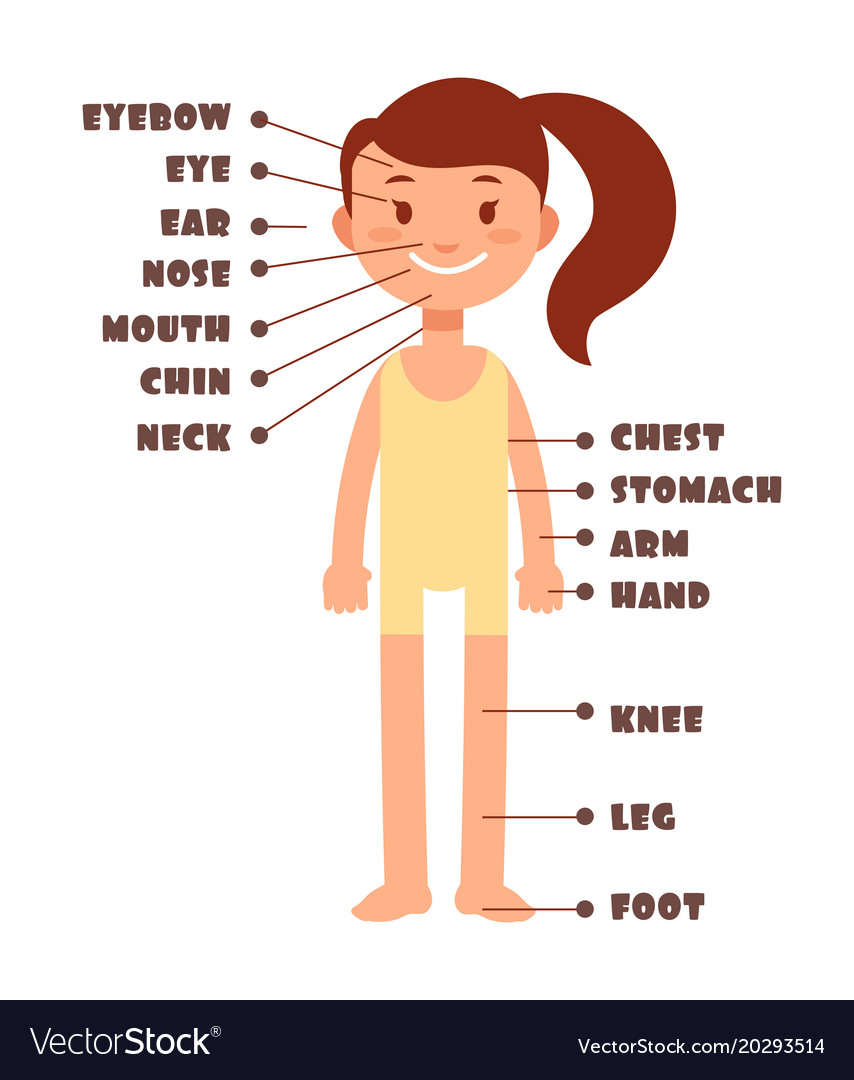 Cartoon little girl vocabulary human body Vector Image