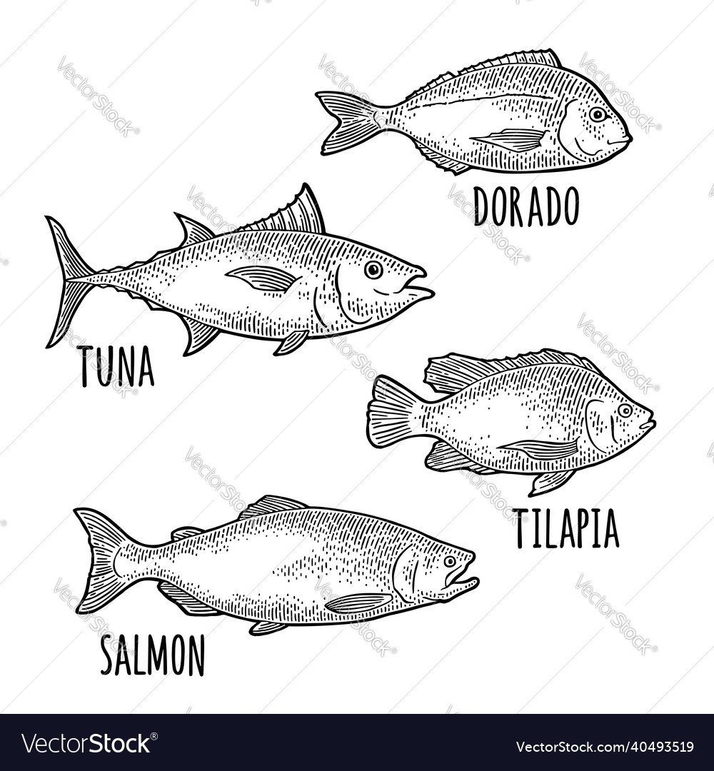 Whole Fresh Fish Tilapia Dorado Tuna Salmon Vector Image