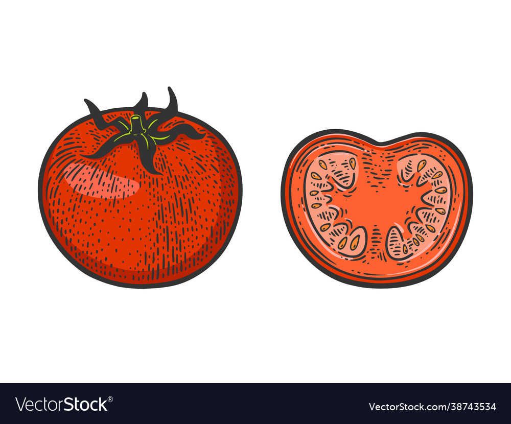 Tomato sketch Royalty Free Vector Image - VectorStock