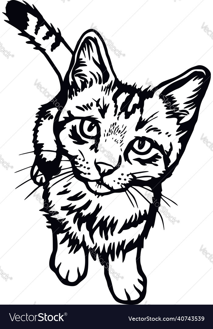 Peeking Cat Chatting Icon 18792793 Vector Art at Vecteezy