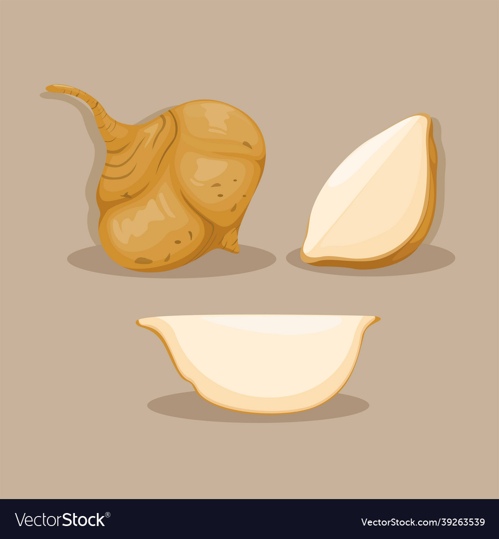 Jicama root vegetable object set Royalty Free Vector Image