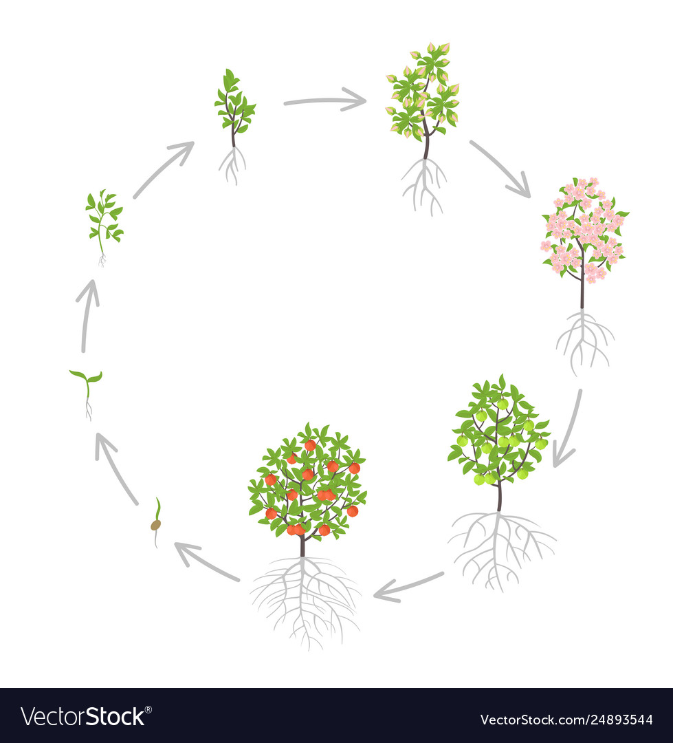 Life Cycle Of An Apple Tree