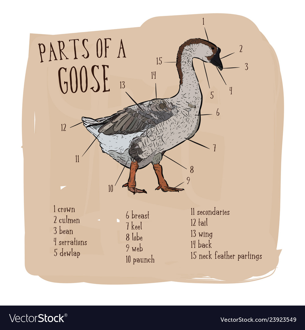 EXTERNAL ANATOMY OF GEESE – Small And Backyard Poultry | atelier-yuwa ...