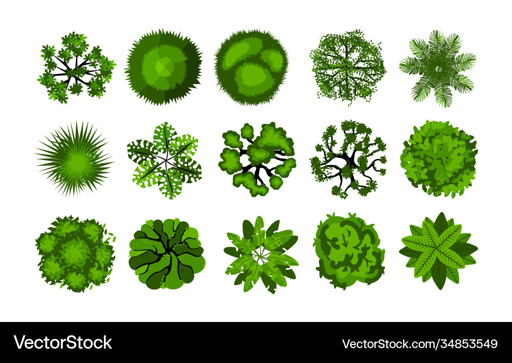 Tree from above top view bushes for Royalty Free Vector
