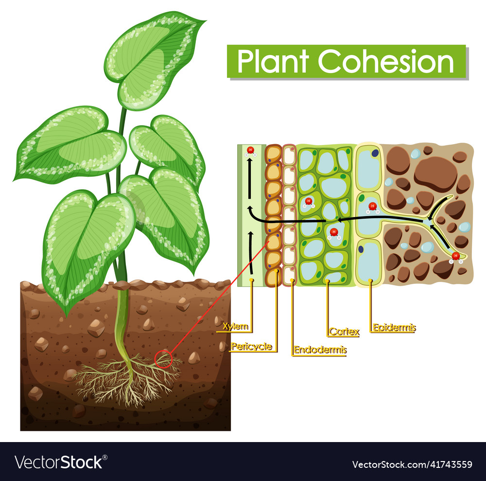 Diagram showing plant cohesion Royalty Free Vector Image