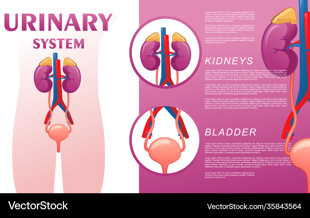 Human urinary system schematic Royalty Free Vector Image