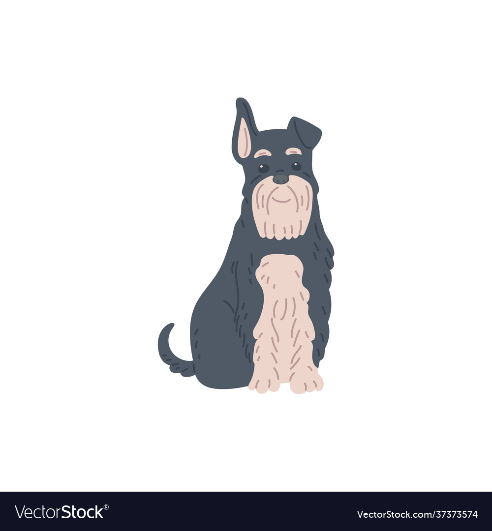 Funny terrier with black and white fur flat Vector Image