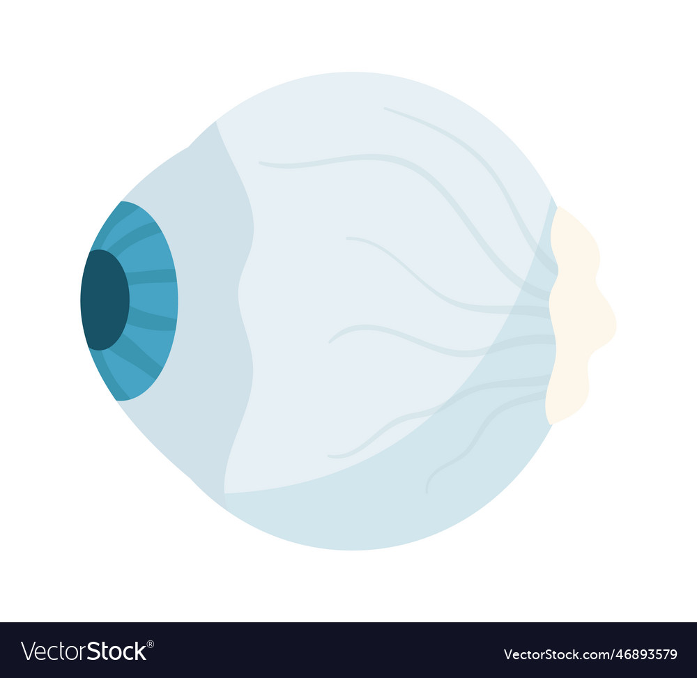 Anatomy of human eye Royalty Free Vector Image