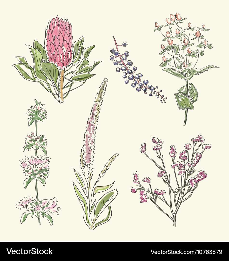Flower Set Royalty Free Vector Image - VectorStock