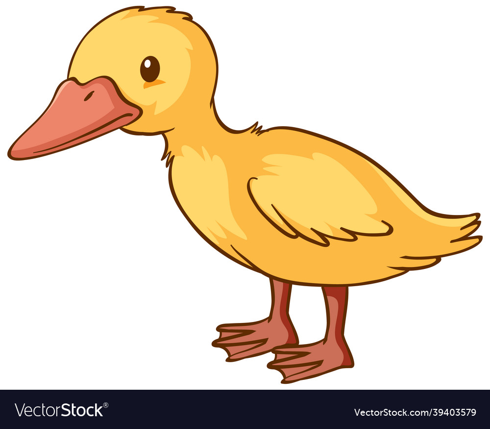 Little duck cartoon on white background Royalty Free Vector