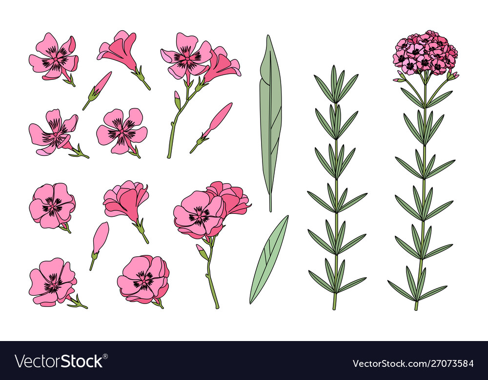 Hand drawn plant clipart