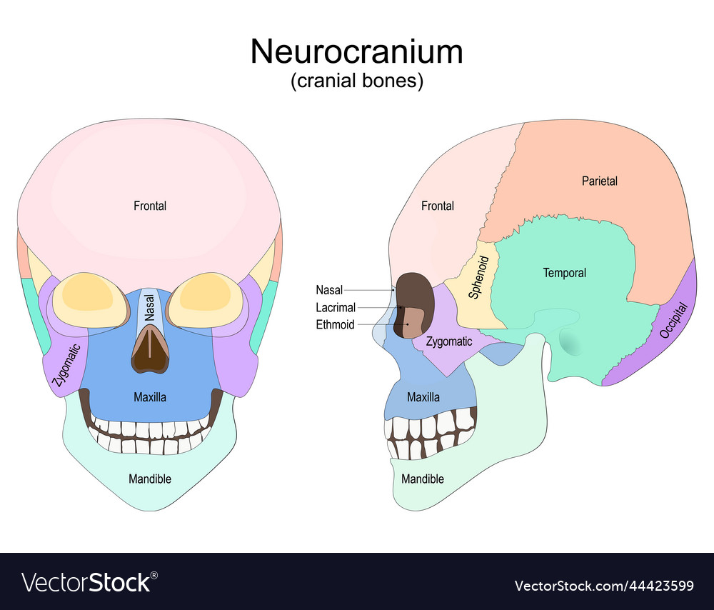 Human skull bones neurocranium cranial