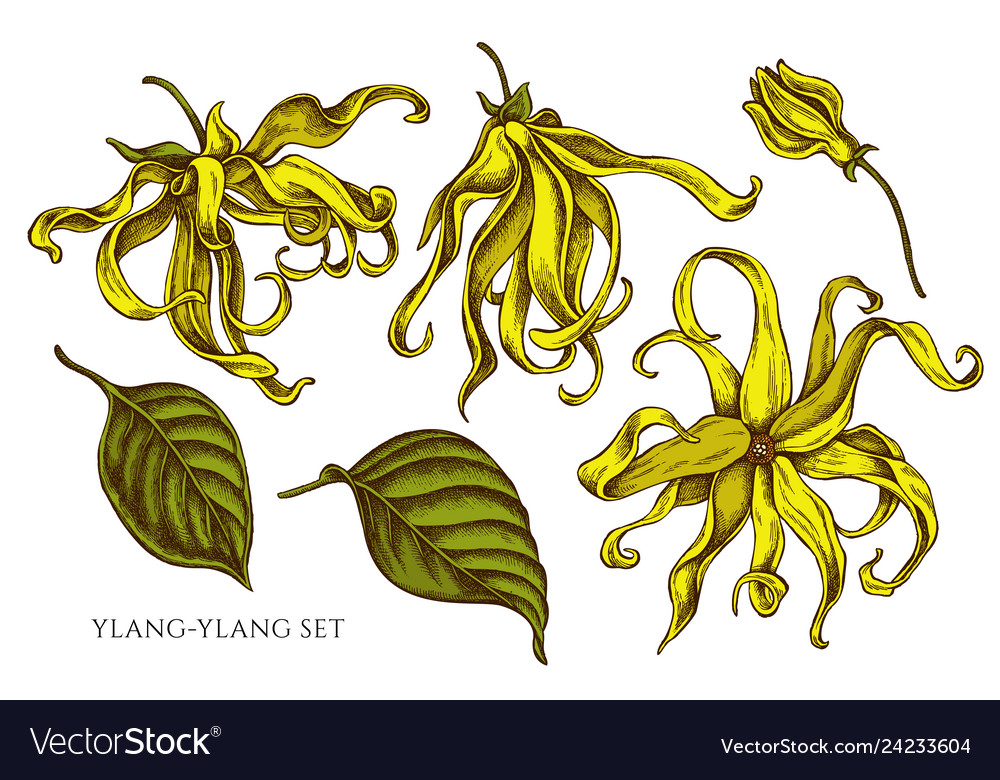 Collection of hand drawn colored ylang Royalty Free Vector