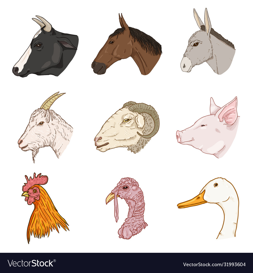 Set Cartoon Farm Animals Heads Royalty Free Vector Image