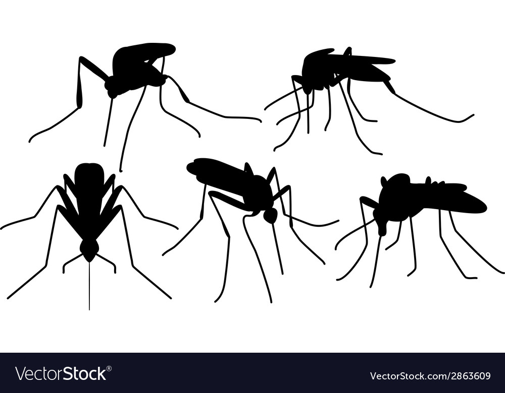 Biting Mosquitoes Royalty Free Vector Image Vectorstock 8059