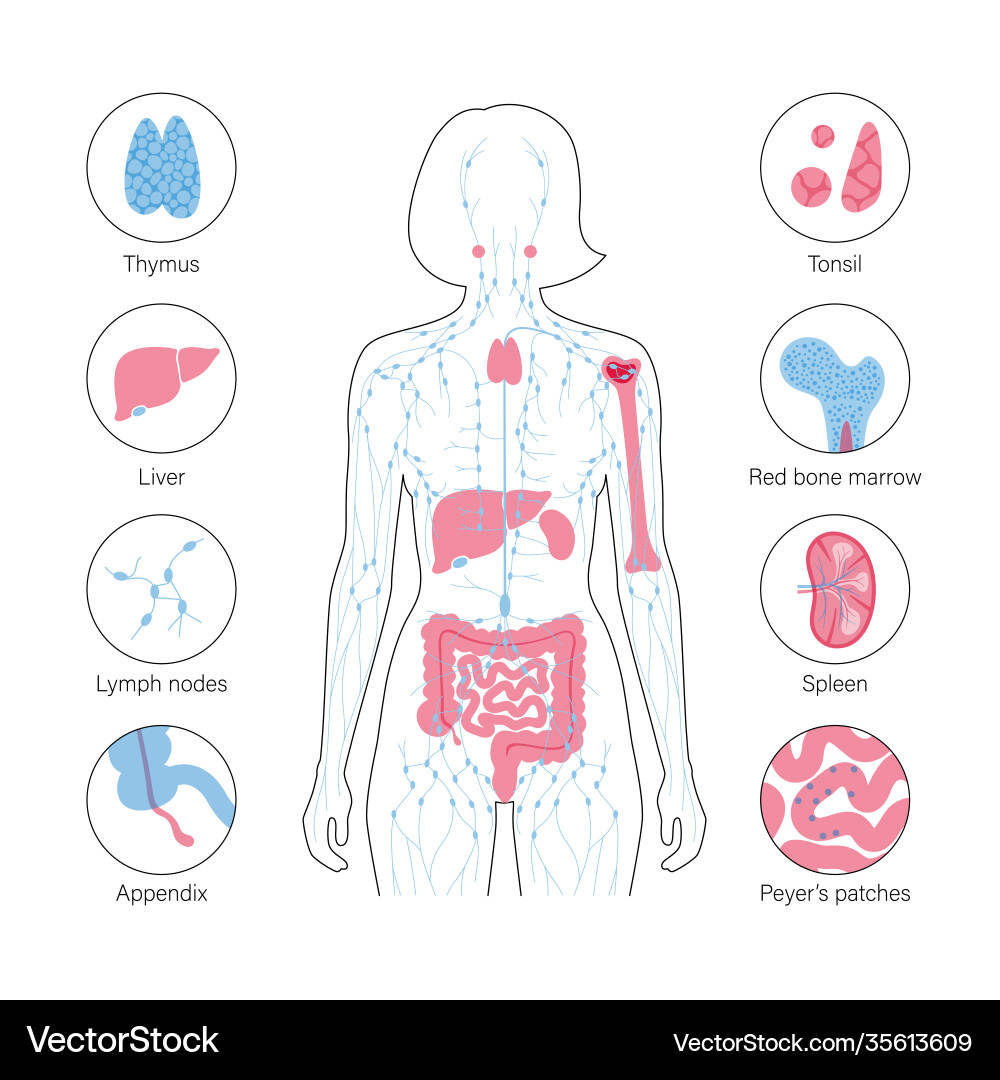 Lymphatic system concept Royalty Free Vector Image