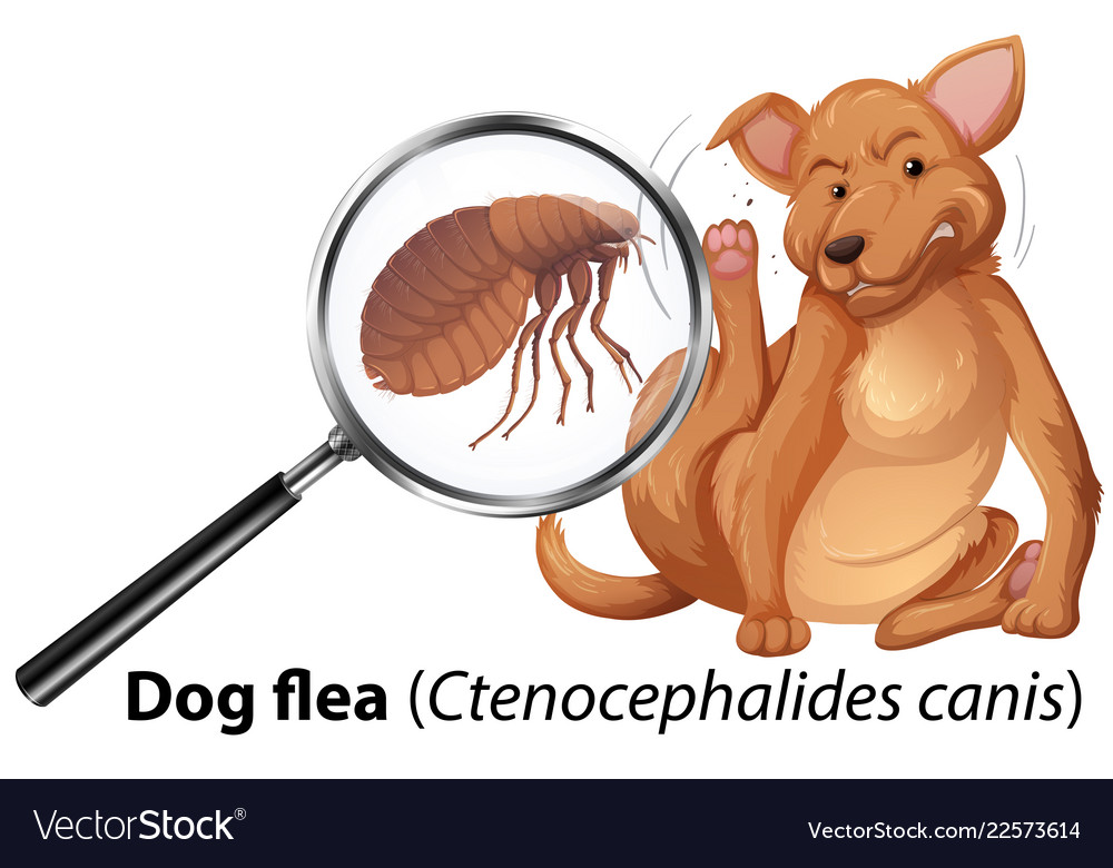 Dog with flea magnified