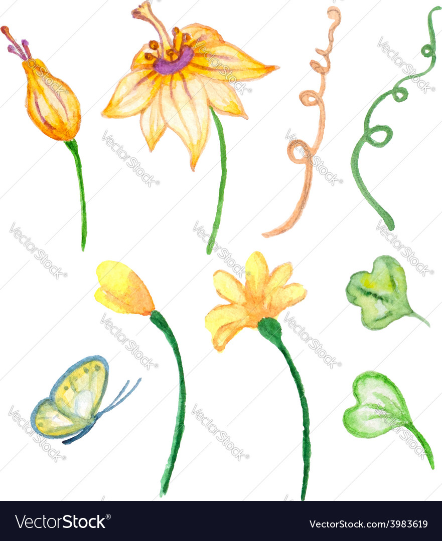 Set Of Watercolor Floral Elements Royalty Free Vector Image