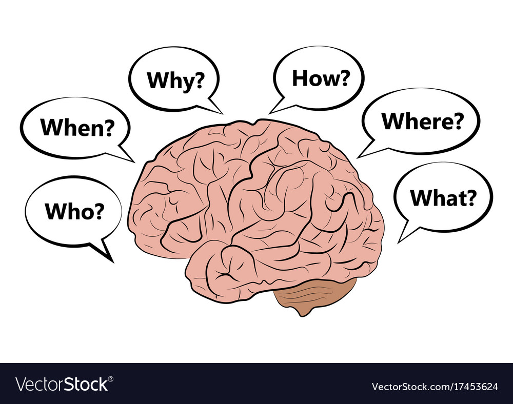 Brain questions