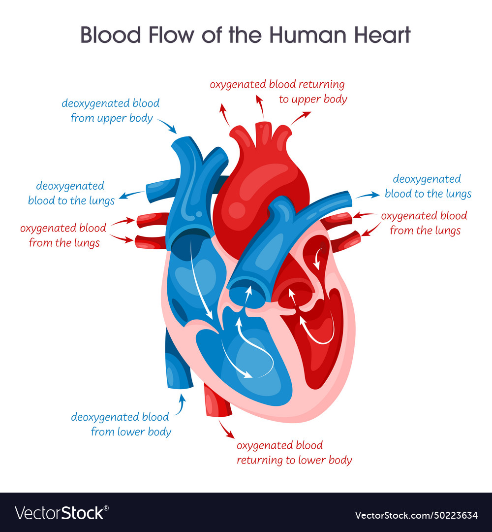 Heart blood flow Royalty Free Vector Image - VectorStock