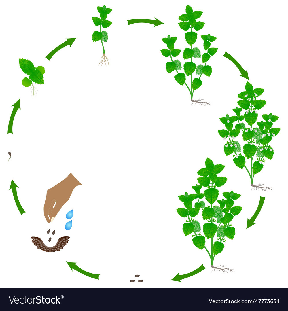 Life cycle of melissa officinalis plant Royalty Free Vector