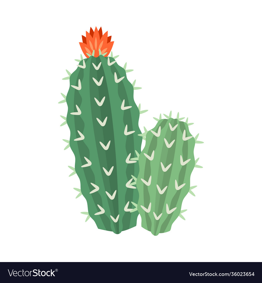 Free Vector, Coloured cactus collection