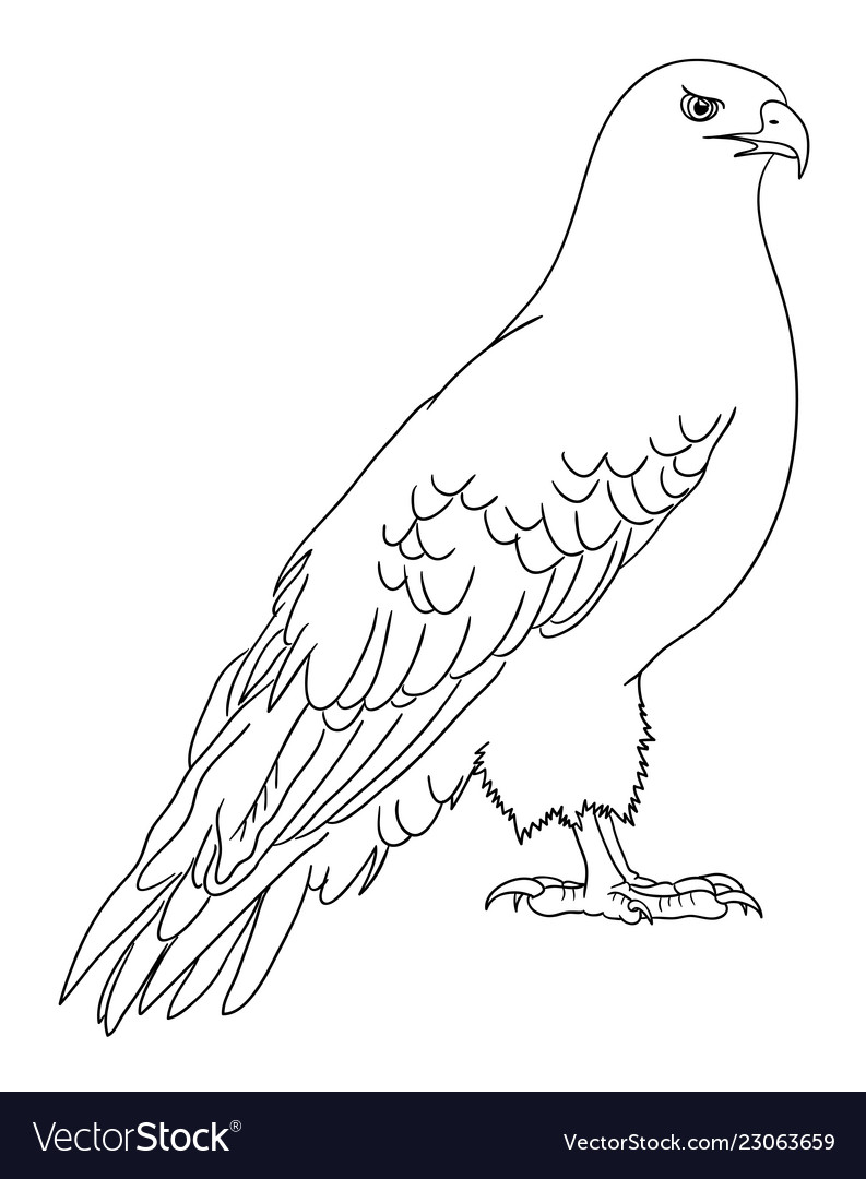 Eagle line art 10 Royalty Free Vector Image - VectorStock