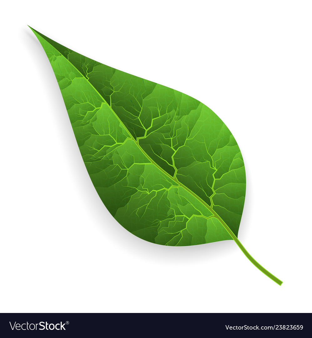 Eco icon green leaf isolated