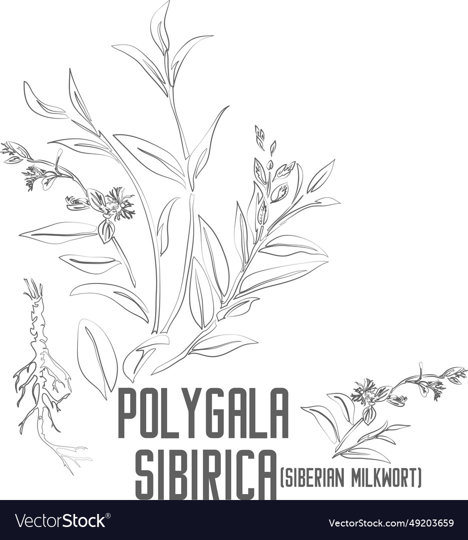 Polygala sibirica plant contour Royalty Free Vector Image